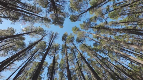 Hohe-Pinien-Und-Blauer-Himmel-Von-Unten-Gesehen