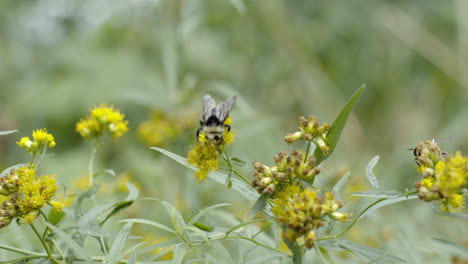 close up bumblebee crawling on wild flowers in summer