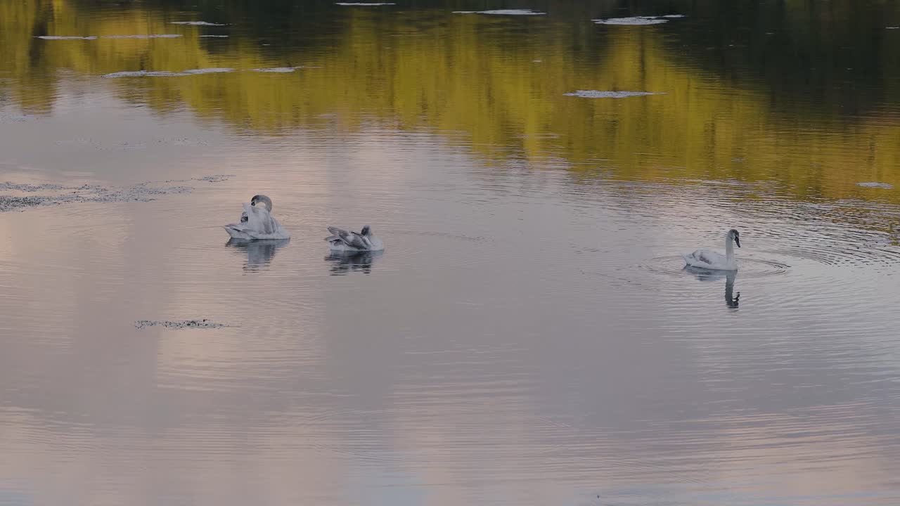 imágenes 4k cisne en un lago tranquilo con con colores hermosos