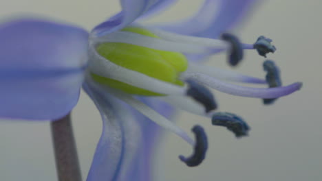 Eine-Nahaufnahme-Einer-Zarten-Blauen-Blume-Mit-Leuchtenden-Blütenblättern-Und-Grünen-Staubblättern,-Wahrscheinlich-In-Der-Frühen-Blüte