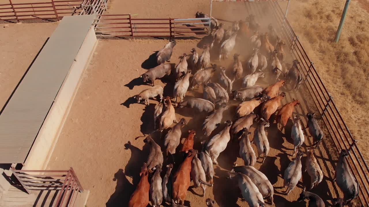Quadriciclo pastoreando gado em currais em Emerald, Queensland, Austrália