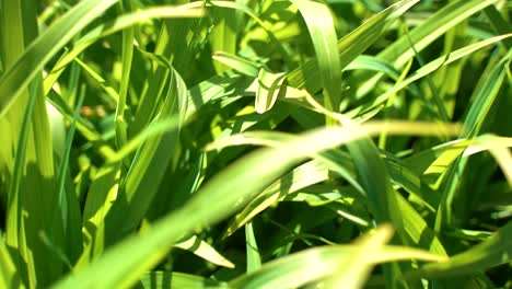 camera moving through fresh green grass in sunrise lights