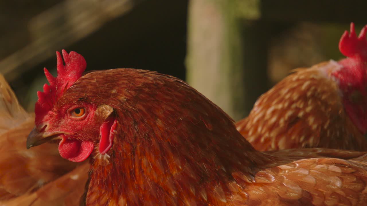 Chicken Moving Head Rapidly in Slow Motion Looking Around with Hen Walking in Background on Farm in Countryside. Exploring Environment Roaming Meadow. Rural Farmyard Animal Footage 4K.