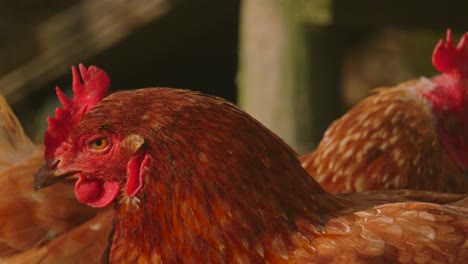 chicken moving head rapidly in slow motion looking around with hen walking in background on farm in countryside. exploring environment roaming meadow. rural farmyard animal footage 4k.