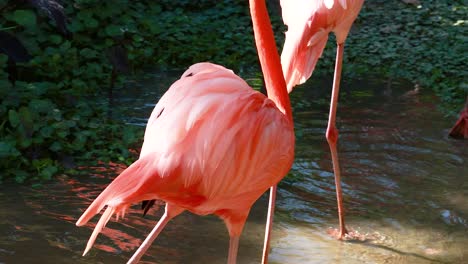 flamingos interacting in a lush zoo habitat