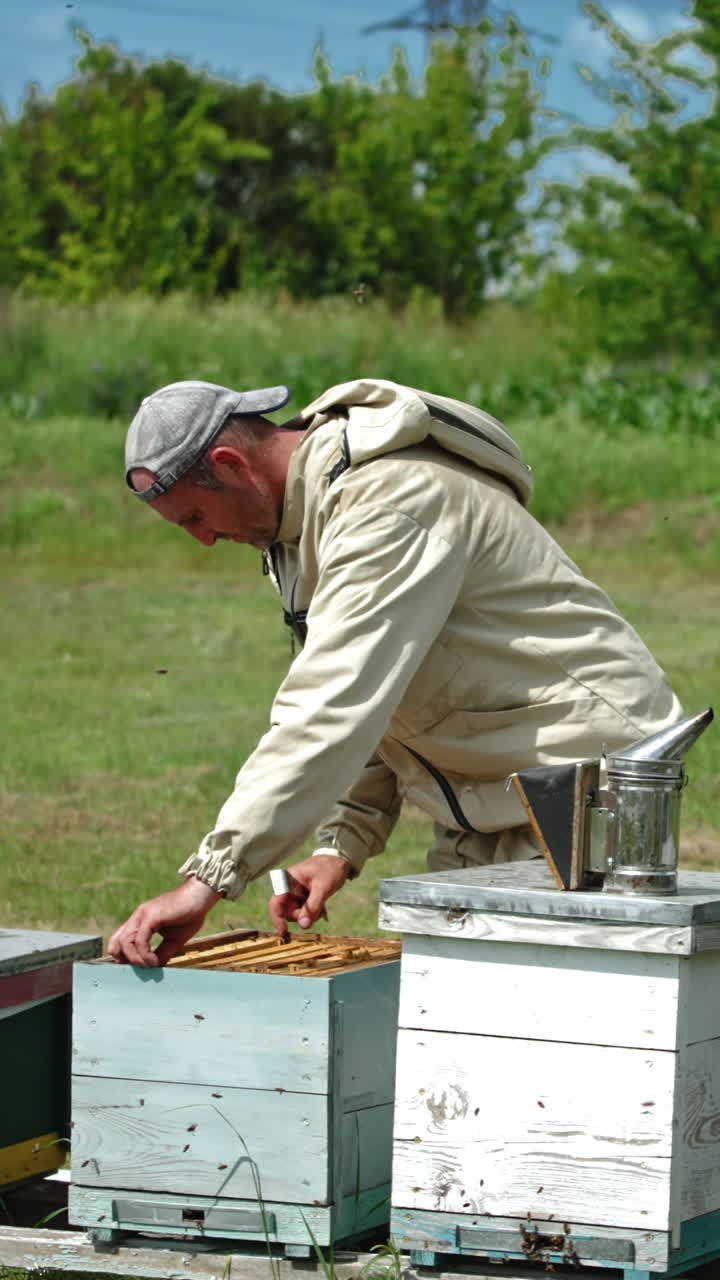 Bee farmer takes frame out of the hive. Apiarist inspecting his bee farm. Sunny summer day background. Vertical video