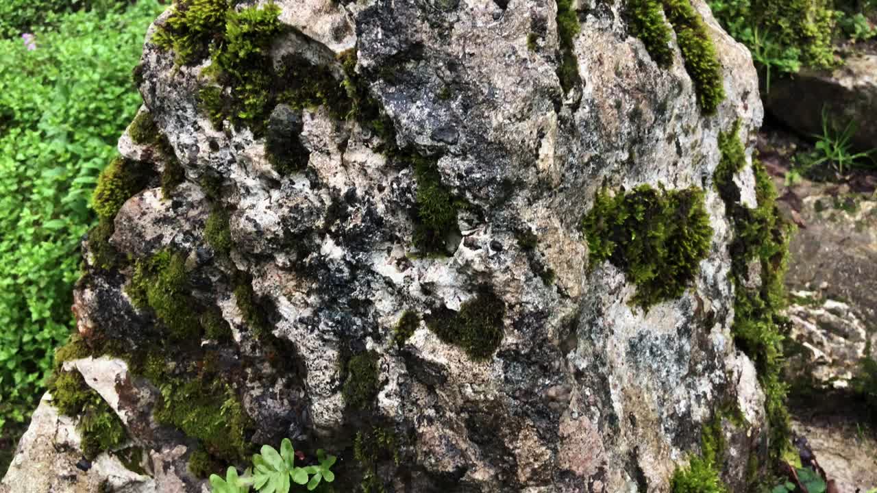 자연에 신선한 모스와 함께 바위