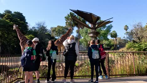 visitors feeding a giraffe at the zoo