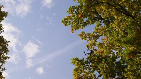 Drones-Volando-En-El-Cielo-Hojas-Cayendo-De-Los-árboles-En-Otoño---Disparo-A-Cámara-Lenta