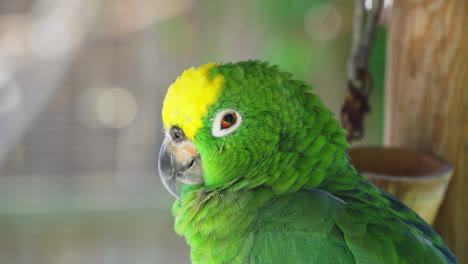 primer plano de un loro amazón coronado amarillo con una cabeza verde con un parche amarillo en la parte superior