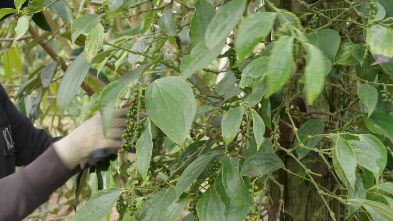 vista lateral de un agricultor irreconocible arrancando pimienta en una granja orgánica durante la temporada de cosecha