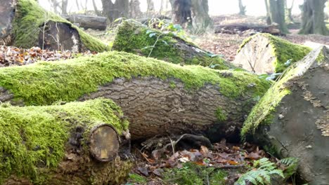 Dolly-Links-über-Moosbedeckte-Umgestürzte-Waldbaumstämme,-Sonnenschein-Scheint-Durch-Äste