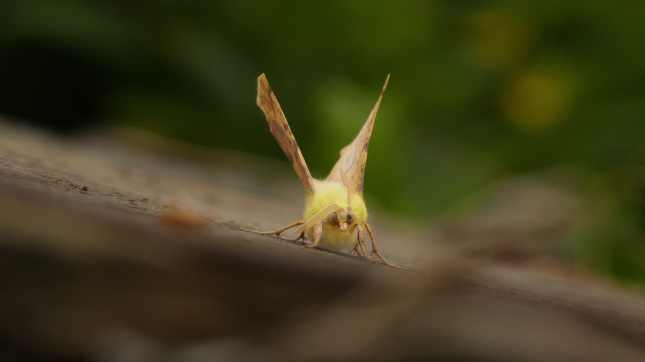 Moth resting on wood, outside in summer. Insect in nature