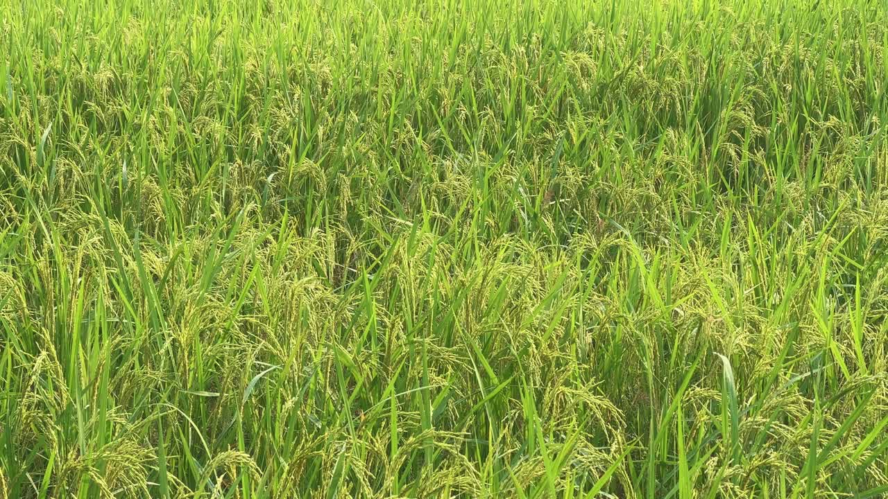 A static wide shot of a rice field filled with ripening paddy plants swaying lightly in the wind, symbolizing abundance and the rhythm of rural life in India