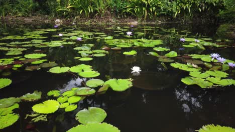 Large-fresh-and-fertile-fish-pond-with-water-lilies-and-flowers-on-the-surface-in-a-beautiful-Thai-garden