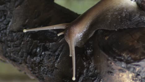 African giant snail crawling slowly