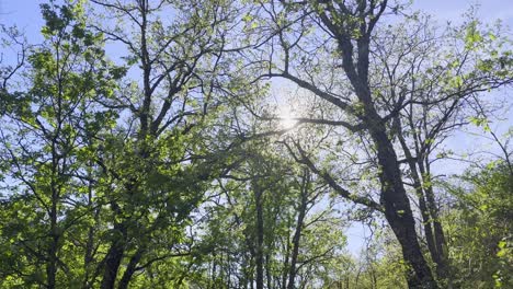 Pan-across-green-trees-on-beautiful-blue-sky-day-in-Valle-del-Jerte-Spain