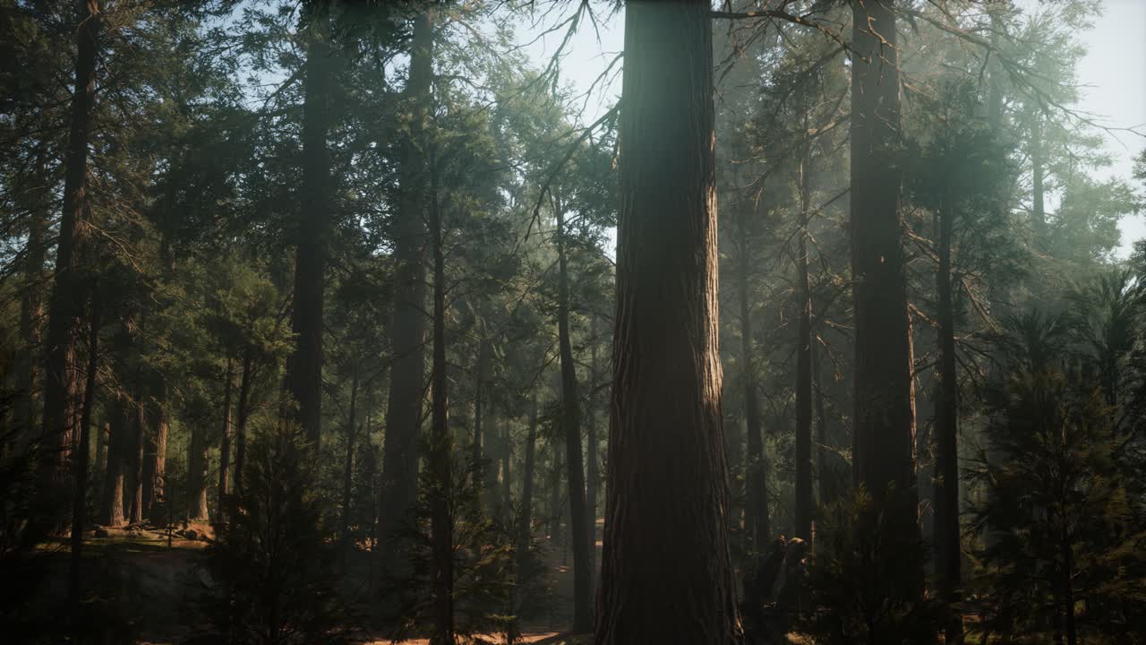 Tramonto nella Giant Forest, Parco Nazionale di Sequoia, California