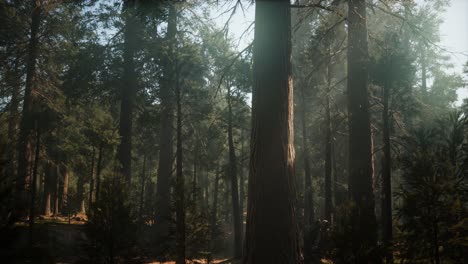 Sunset-on-the-Giant-Forest,-Sequoia-National-Park,-California