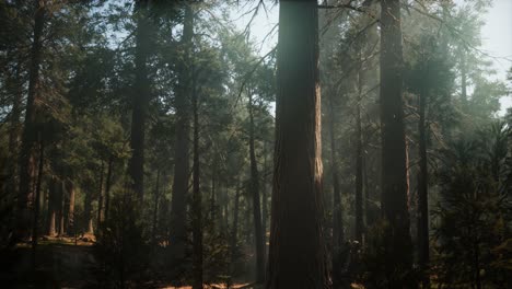 puesta de sol en el bosque gigante, parque nacional de sequoia, california