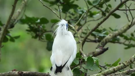 bali myna, leucopsar rothschildi encaramado en la rama de un árbol, realizando la danza del cortejo levantando la cresta de la cabeza, sacudiendo el cuerpo, decide extender sus alas y volar lejos, fotografía de cerca durante la temporada de apareamiento