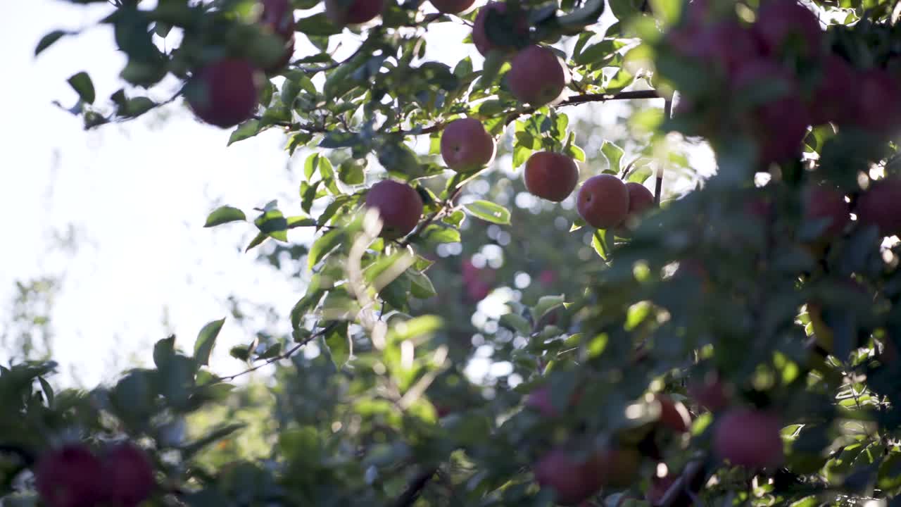 Apples on an Apple Tree