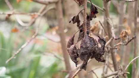 dried leaves on a branch