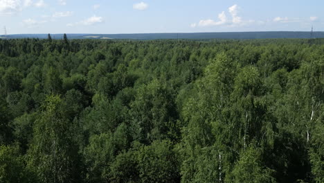 forest aerial view