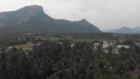 Revealing shot of the city in India behind a closely packed field of coconut trees with the mountain in the background of the village