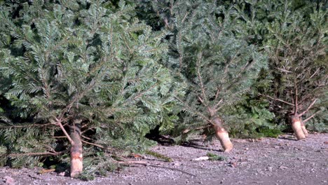 disused christmas trees piled up at a collection point ready for disposal