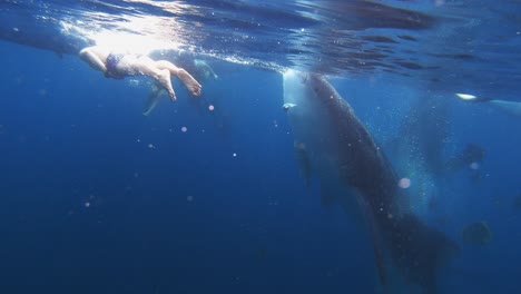 a whale shark feeds off of the sea surface while people swim nearby