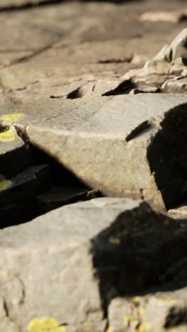 close-up view of rocks and lichen