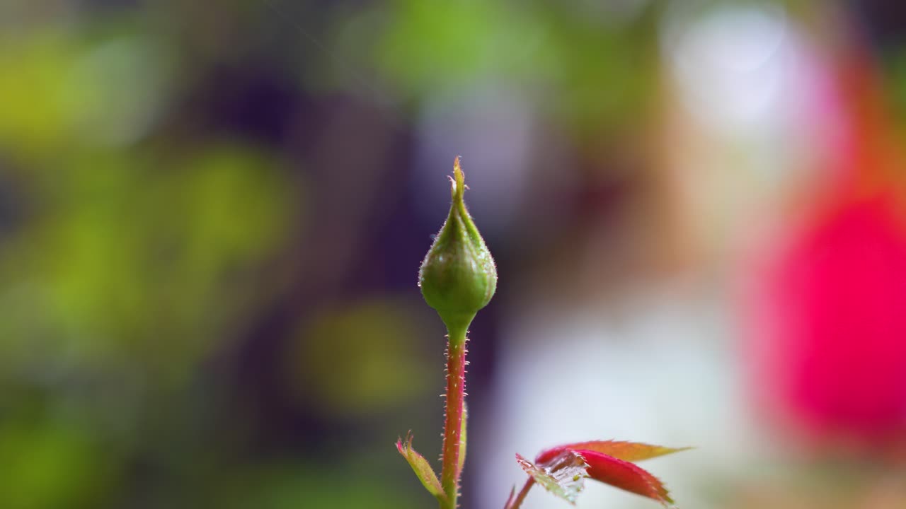 Close-up shot of a rosebud ready to bloom in the springtime with shallow depth