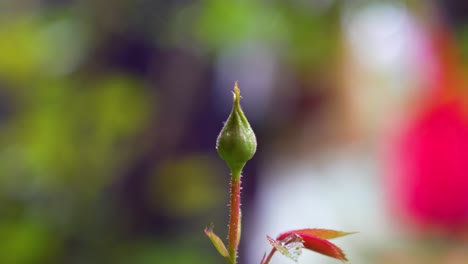 close-up shot of a rosebud ready to bloom in the springtime with shallow depth