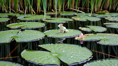 frog king on lily pads