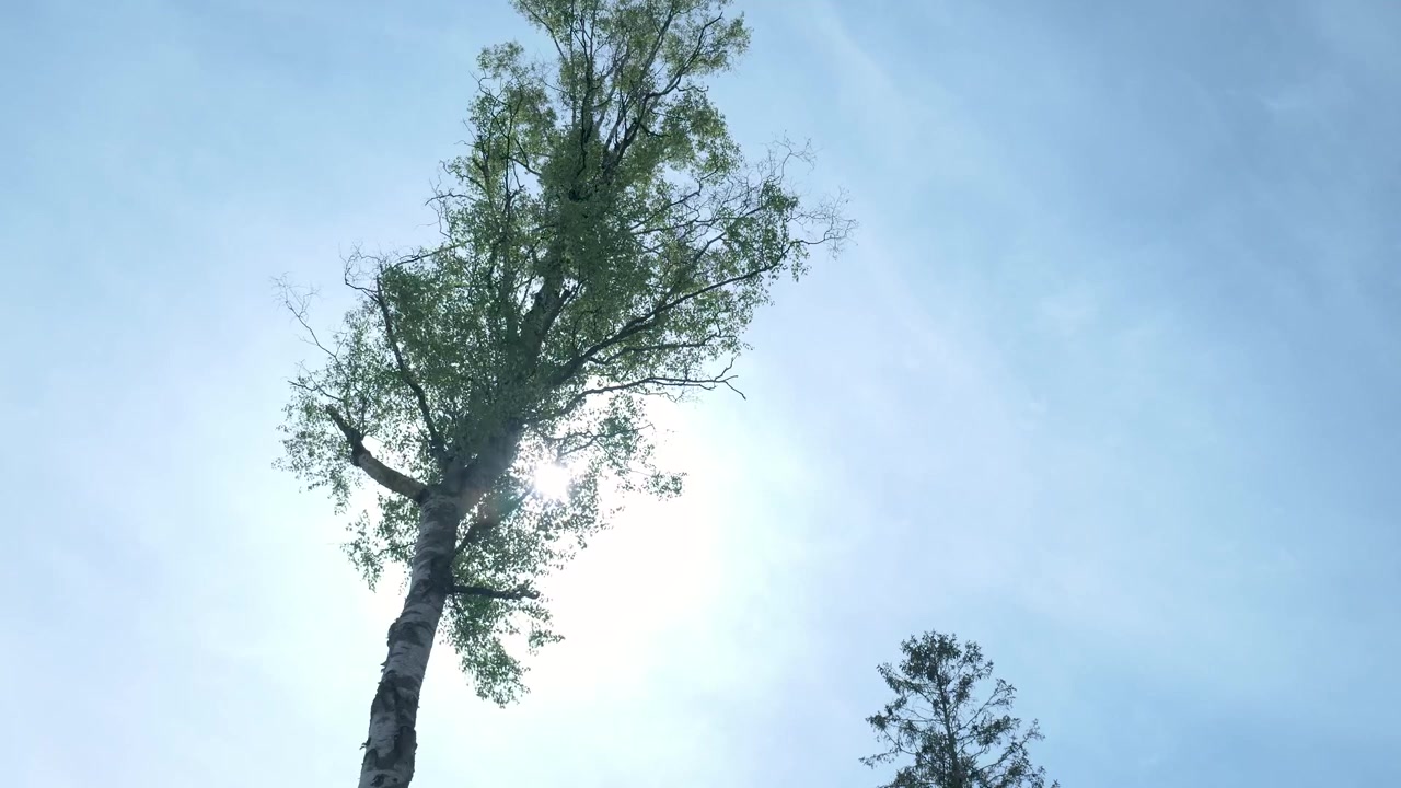 Raggi di sole che filtrano attraverso rami di alberi verdi contro un cielo blu