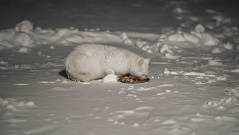 Tiro-De-Lapso-De-Tiempo-De-Gato-Blanco-Salvaje-Comiendo-Comida-Al-Aire-Libre-En-El-Día-De-Invierno-Cubierto-De-Nieve