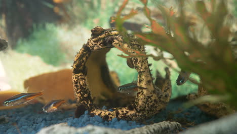 Glowing-small-neon-fish-in-clear-water-between-water-plants-in-aquarium,macro