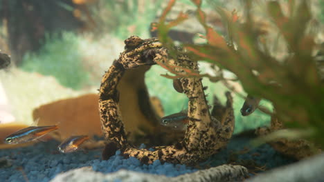 pequeños peces de neón brillantes en agua clara entre plantas acuáticas en el acuario, macro