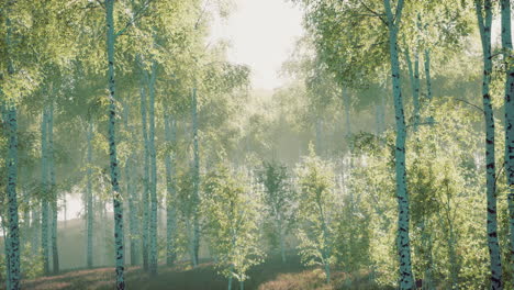 birch forest in sunlight in the morning