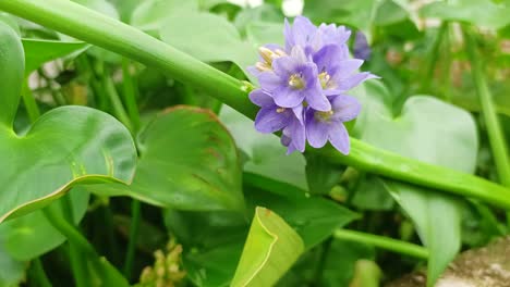 cerca de las flores azules y las hojas verdes