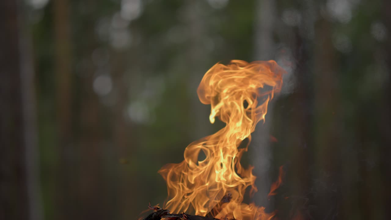 Primo piano su fiammata vivida che si muove su un falò in una foresta estiva.