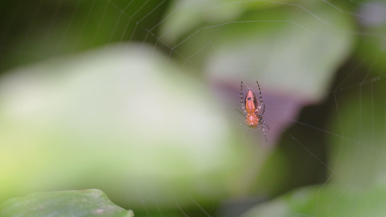 Closeup of an Alpaida gallardoi, red weaver spider, sitting on her web.