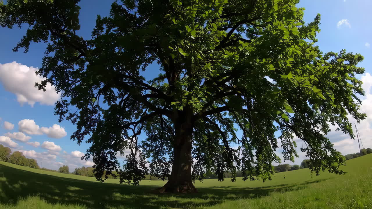 Large Oak Tree in a Field