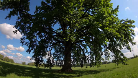 large oak tree in a field