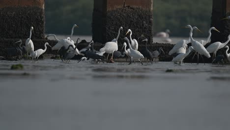 migratory birds little egret, western reef heron and grey heron fishing in the shallow sea water of island