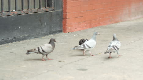 pigeons on sidewalk land and fly away avoiding people who walk through on the streets of los angeles