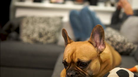 french bulldog blinks his eyes and puts his head down on the sofa - slow motion
