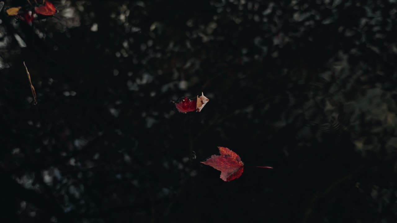 Red maple leaves fallen on a lake top with dark forest backdrop, North America, Quebec, Montreal, Canada.