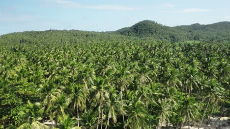 Revelación-De-Drones-De-Palmeras,-Plantaciones-De-Coco